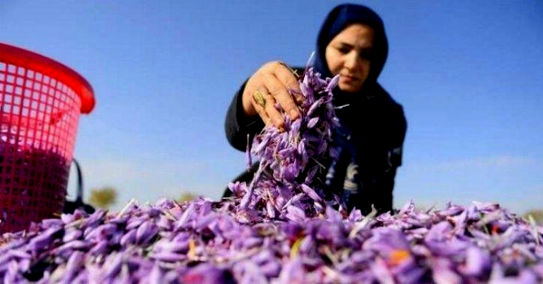 Efforts to enhance cultivation of Heeng and Saffron