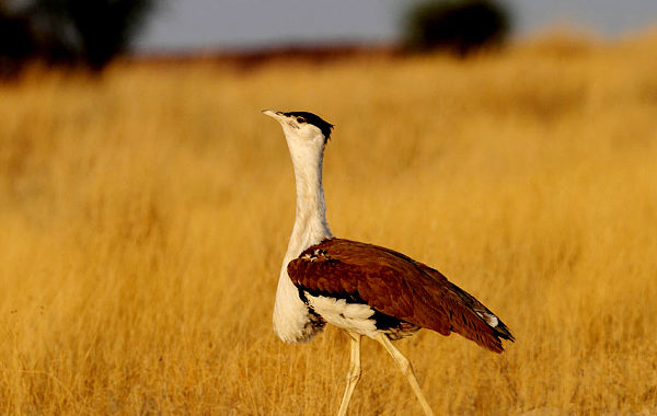 Two New Chicks Mark Milestone in Great Indian Bustard Conservation Programme