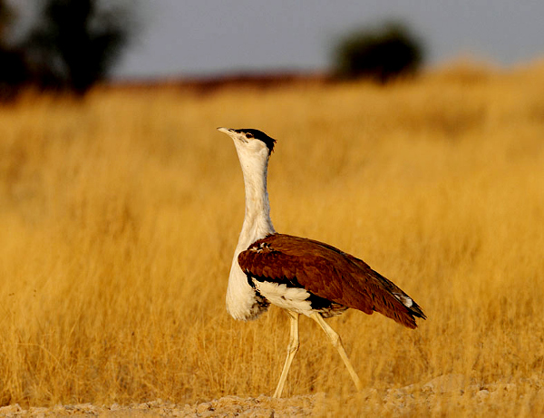 A race against time to save the Great Indian Bustards