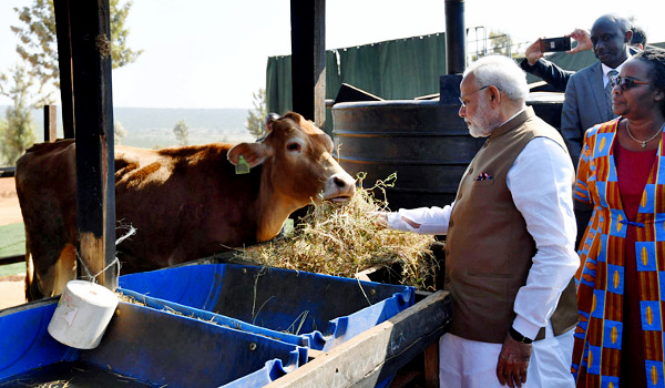 PM Modi gifts 200 cows to villagers in Rwanda