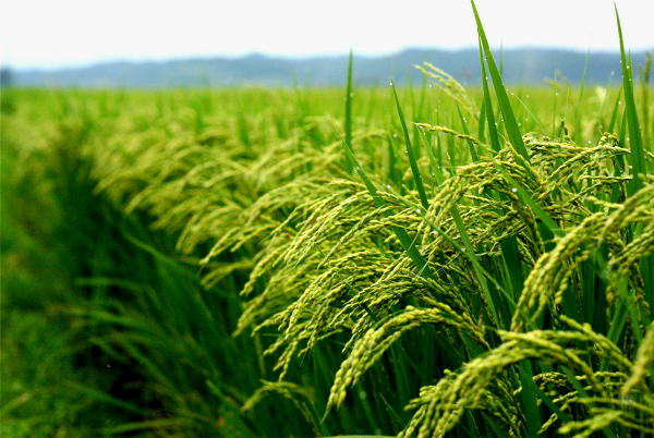 India's rice production could hit record this year as farmers expand area