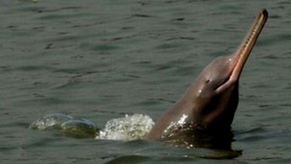 Thriving Gangetic dolphin presence in Bihar, reveals census