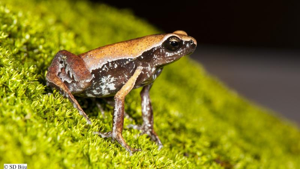 This new species belongs to the family of narrow-mouthed frogs (Microhylidae) and was found to be under an entirely new genus, called Mysticellus. The genus was named after the Latin word mysticus meaning ‘mysterious’, owing to their secretive lifestyle, and ellus meaning ‘tiny’ referring to the small size of these frogs, which are only 2.3-2.9 cm long.