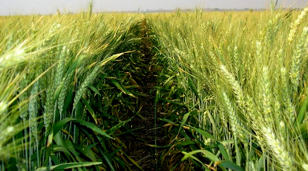 Scientists identify proteins linked with wheat infection