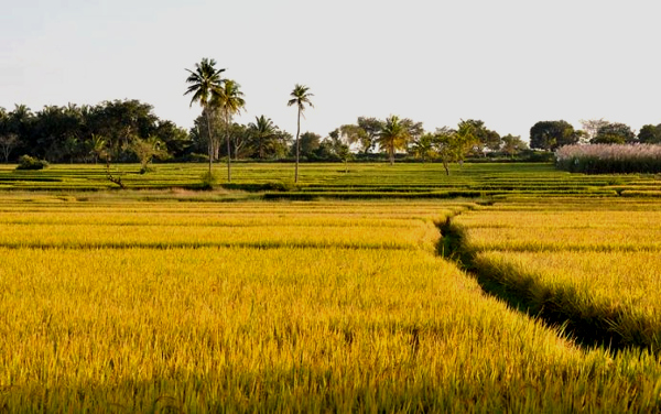 Rajkot: Salt-resistant fertilizer kindles farmers’ hopes