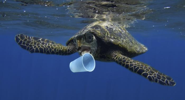 A New Method to Fight Plastic Pollution