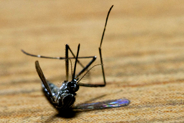 Indian researchers have synthesized a new aromatic molecule that promises to help repel and kill adult female of Aedes aegypti mosquito which isscarrier of several disease-causing viruses.