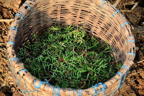 This Earthy Flavour Helps Locals In Odisha Fight Adverse Climate