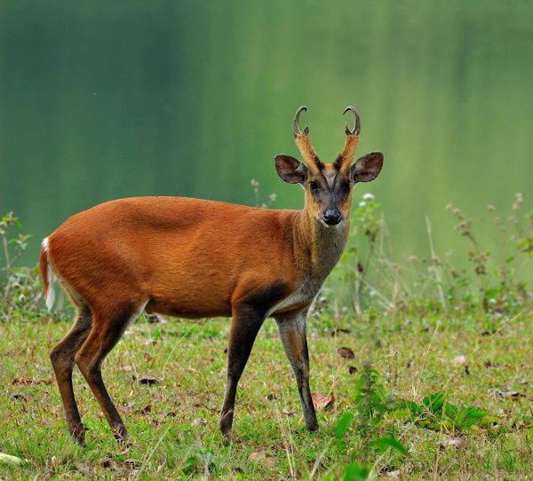 Most forests in India are home to the Indian muntjac, also called barking deer. Found across southern India, including the Western Ghats, in the dry forests of central India, the evergreen temperate forests of the Himalayas and the dense rainforests of northeast India, Indian muntjacs are a quiet and solitary species.