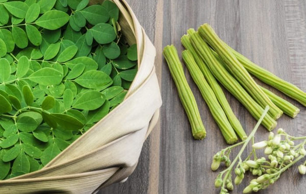 Shigru (Moringa oleifera): Ayurveda’s Drumstick Tree of Nutrition, Digestion and Vata-Kapha Balance