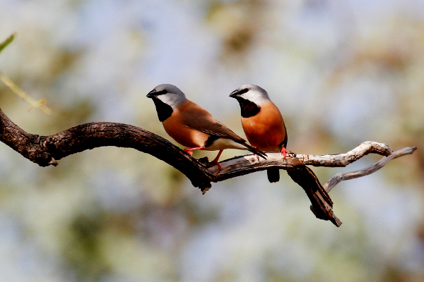 Adani wins Queensland govt's approval to protect endangered finch bird at coal mine site in Aus