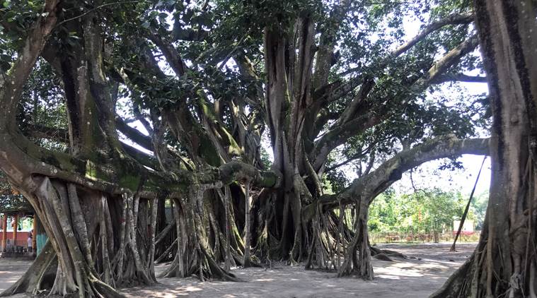 Why a 207-year-old banyan tree in Assam has a birthday party every year