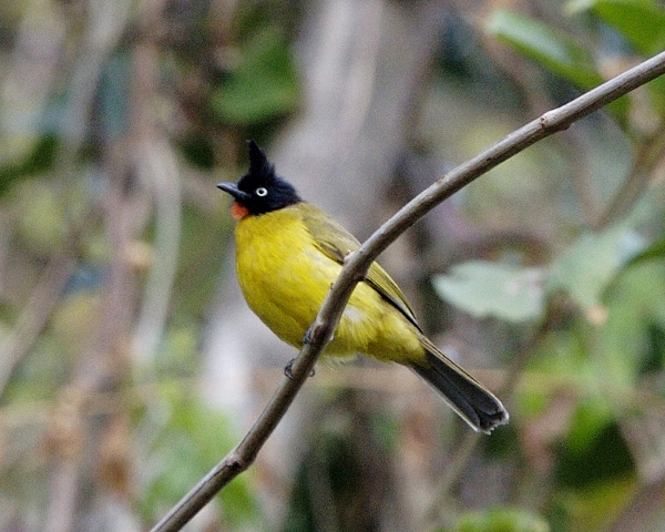 Black-crested Bulbul - Pycnonotus melanicterus