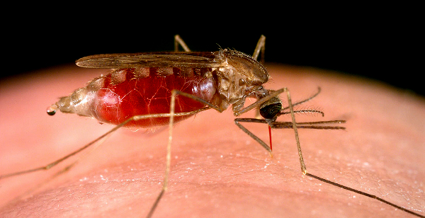 India sees 50% dip in malaria cases in 2018