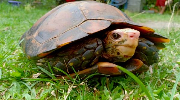 Wildlife experts have discovered the Impressed Tortoise also known as the Manouria impressa – a new species of tortoise that are elusive and have never been previously sighted in India