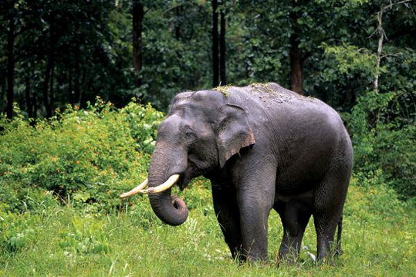 Photographic identities may help in elephant census