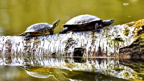 The black softshell turtle (Nilssonia nigricans)