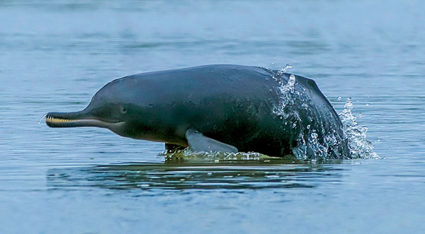 After 8 years! India's 1st dolphin research centre to come up in Patna