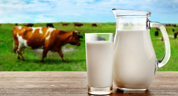 In a first, AAU develops lactose-free milk using indigenous technology