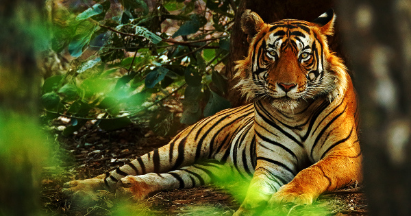 India's wild tiger population rises to nearly 3,000 – a drastic increase despite human conflict