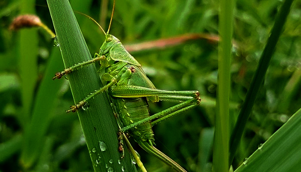 New method to study insect muscles developed