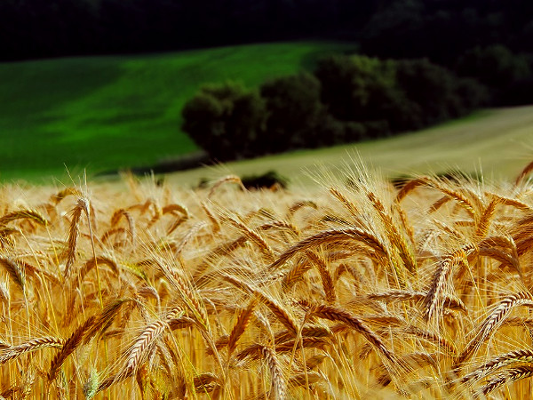 Rotten Potatoes, Wheat To Be Used To Make Ethanol