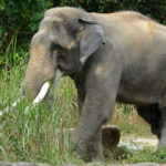 India Marks World Elephant Day With 22,446 Wild Elephants, 33 Reserves and 150 Corridors