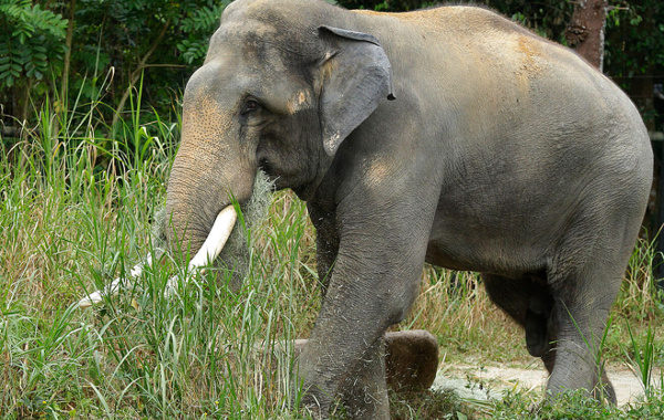 Elephant sanctuary to have zip line, thanks to centre’s Swadesh Darshan
