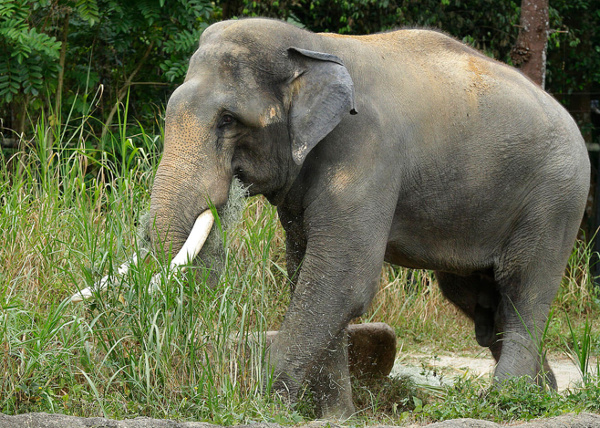 Elephant sanctuary to have zip line, thanks to centre’s Swadesh Darshan