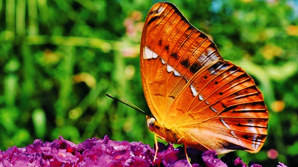 The southern state of Tamil Nadu has recently declared Tamil Yeoman (Cirrochroa thais) as its state butterfly