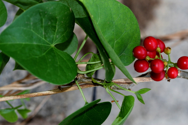 Tinospora has been traditionally used for inflammatory diseases