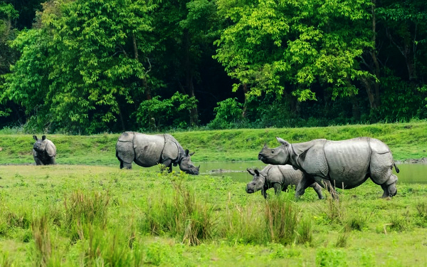 Flyover at Kaziranga to cut down vehicular threat to wild animals