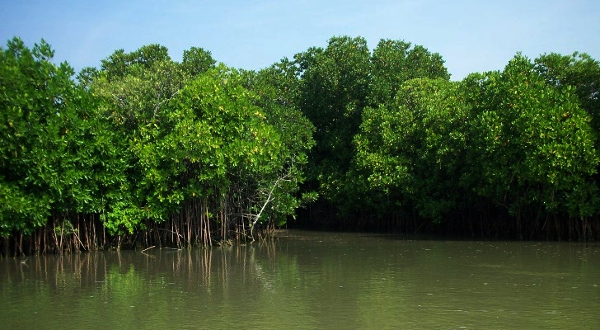 How bio-restoration is helping revive degraded mangroves in Sunderbans