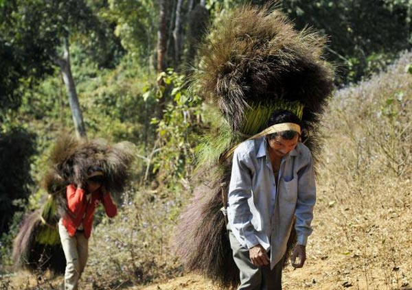 Nagaland’s hill broom grass set to make its presence felt nationally