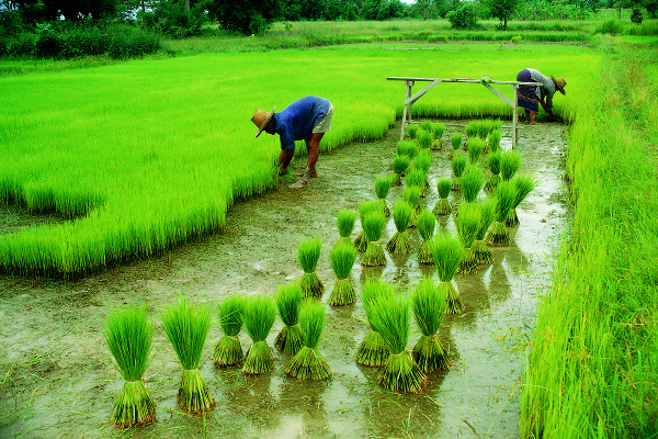 Rashtriya Pension Yojana Launched for Traders & Self-Employed