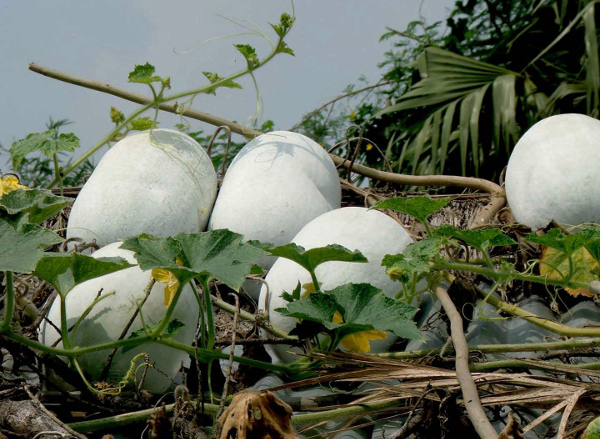 The Making of A Vegetable Sacrifice