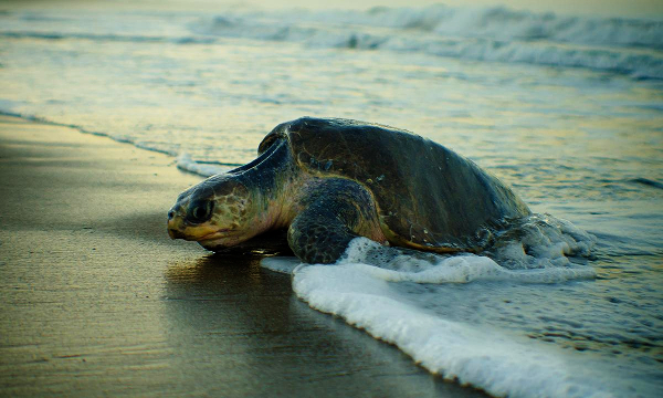 Fishing communities in India help save sea turtles