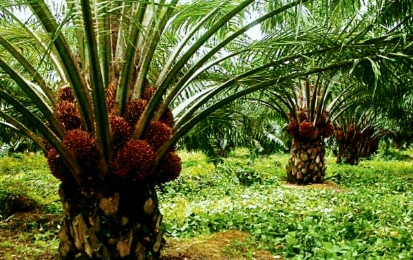 India may restrict imports of palm oil, other goods from Malaysia: Sources