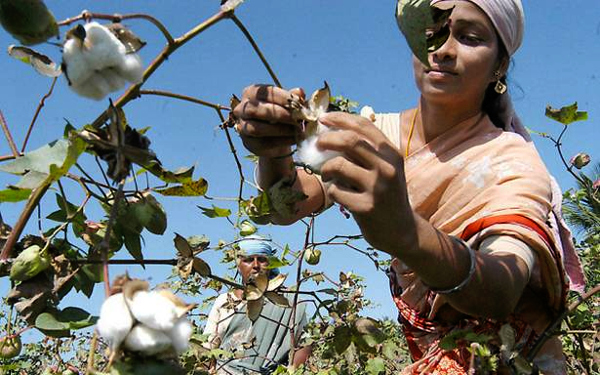 India to produce record cotton crop for 2019-20, predicts USDA