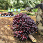 Oilseeds Kisaan Mitra: India Brings AI Advisory to the Farmer’s WhatsApp