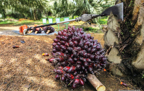India, the world’s top palm oil buyer, is shunning purchases from Malaysia after the Southeast Asian nation’s Prime Minister Mahathir Mohamad criticised its policy in Kashmir