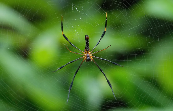 Scientists undertake largest DNA barcoding of spiders in India