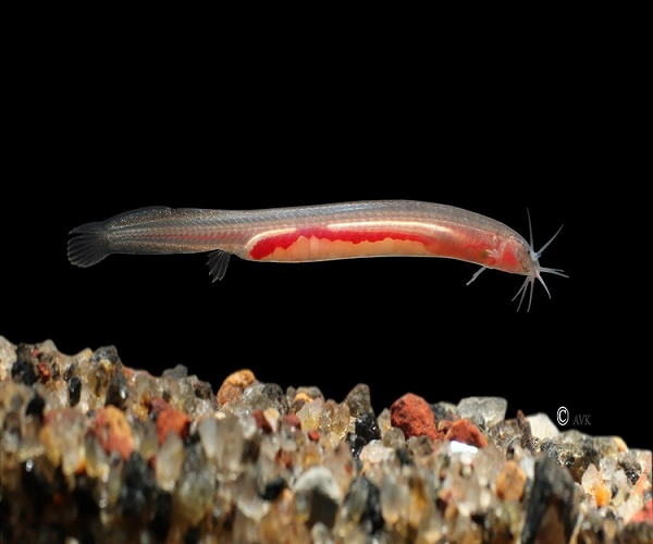 The new species, named Pangio Bhujia, is the first species of eel-loach in the world to be discovered in a subterranean environment.