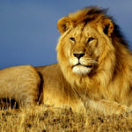 India Showcases Gir Lion Conservation Model Ahead of First IBCA Summit 2026