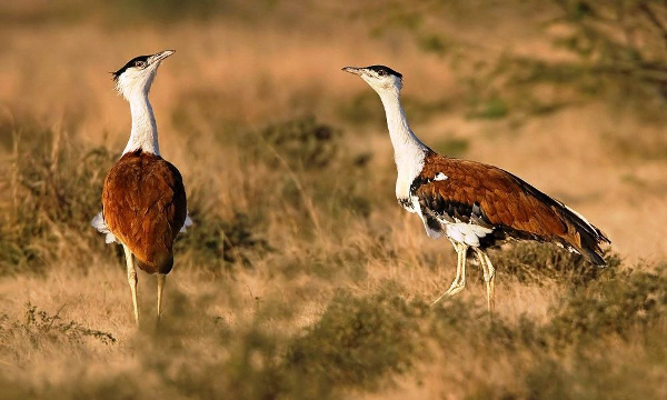 9 GIBs artificially hatched in Desert National Park in Rajasthan