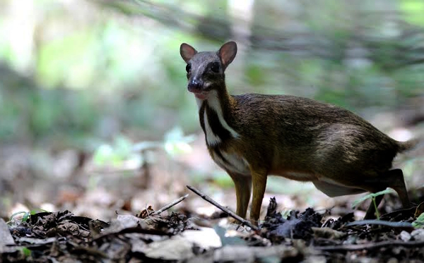 Endangered Mouse Deer makes comeback in Telangana