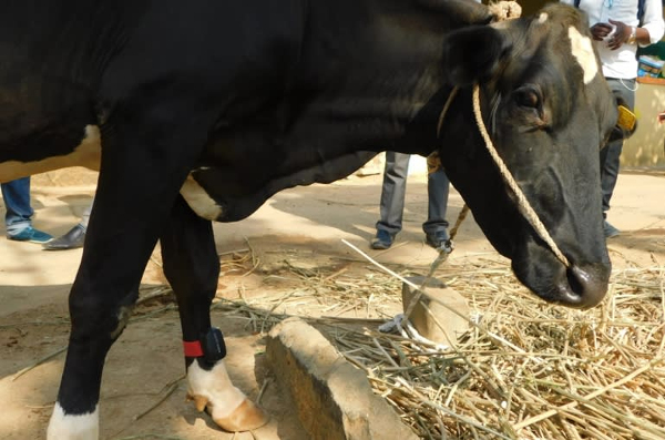 'Fitbit' for cows: Indian startup tackles low dairy productivity