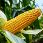 India Expands Maize-Based Ethanol Production as E20 Fuel Programme Advances
