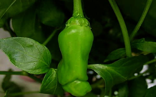 Indian scientists find a way to enhance fat-burning capacity of chilli