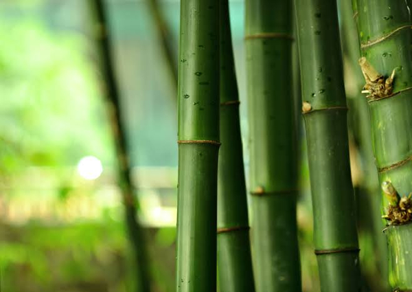 Plan to make ATF out of bamboo oil: Nitin Gadkari